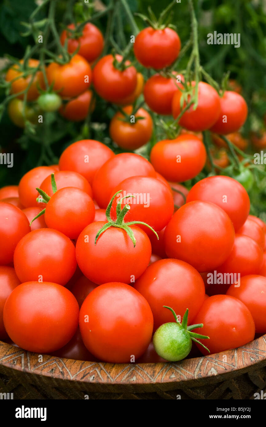 Tomates anglais fraîchement cueilli et croissante sur la vigne Banque D'Images