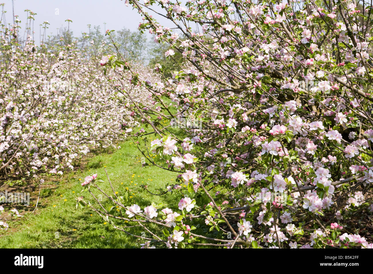 Apple Blossom sur les Cotswolds au printemps à Hayles Fruit Farm, Points, près de Cheltenham, Gloucestershire Banque D'Images