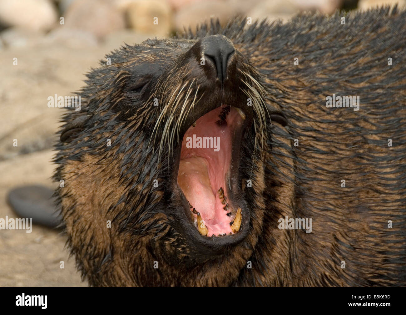 Sea Lion rugissant, zoo, Angleterre, Grande-Bretagne, Europe Banque D'Images