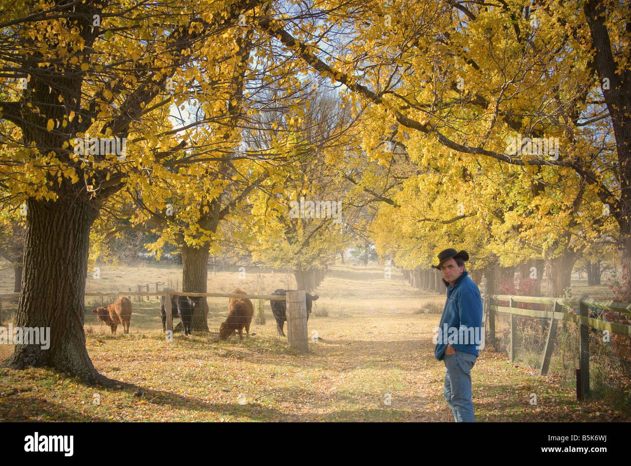 Farmer vérifie les vaches à la ferme à l'automne Banque D'Images