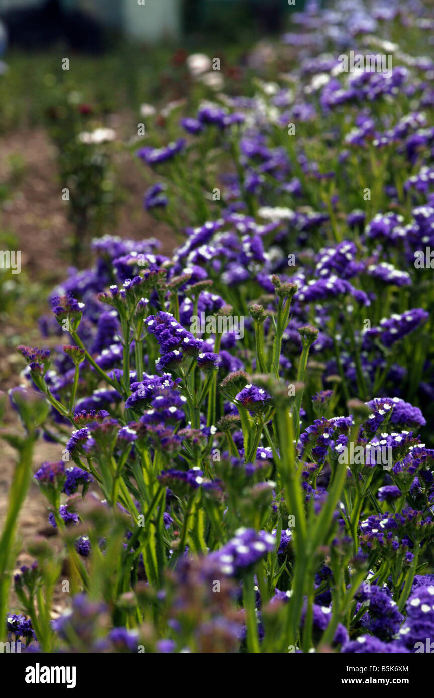 Un champ de plantes de couleur lavande Banque D'Images