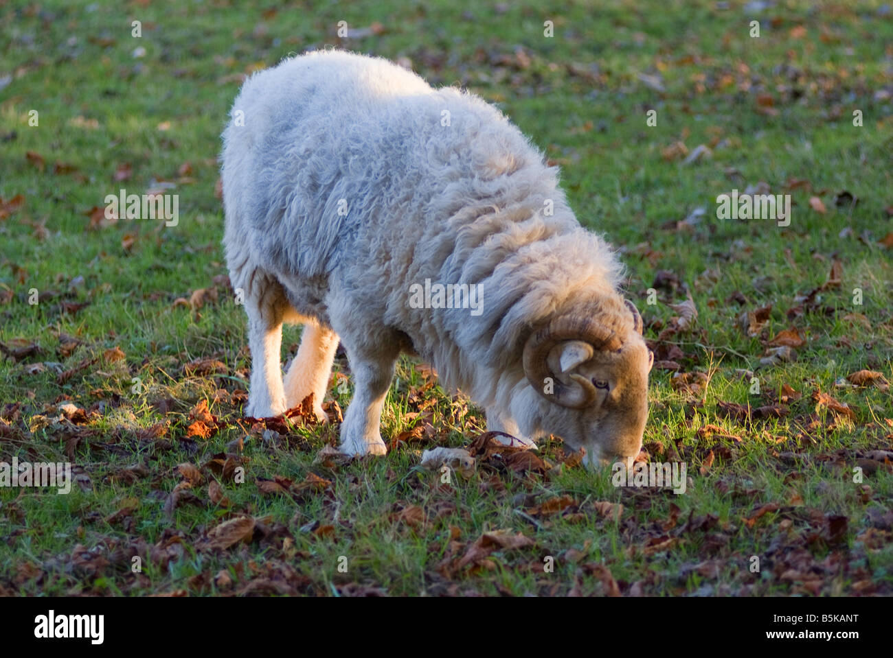 Dans la zone de pâturage de moutons Herdwick en automne soleil à Coniston le Parc National de Lake District Cumbria England Royaume-Uni UK Banque D'Images