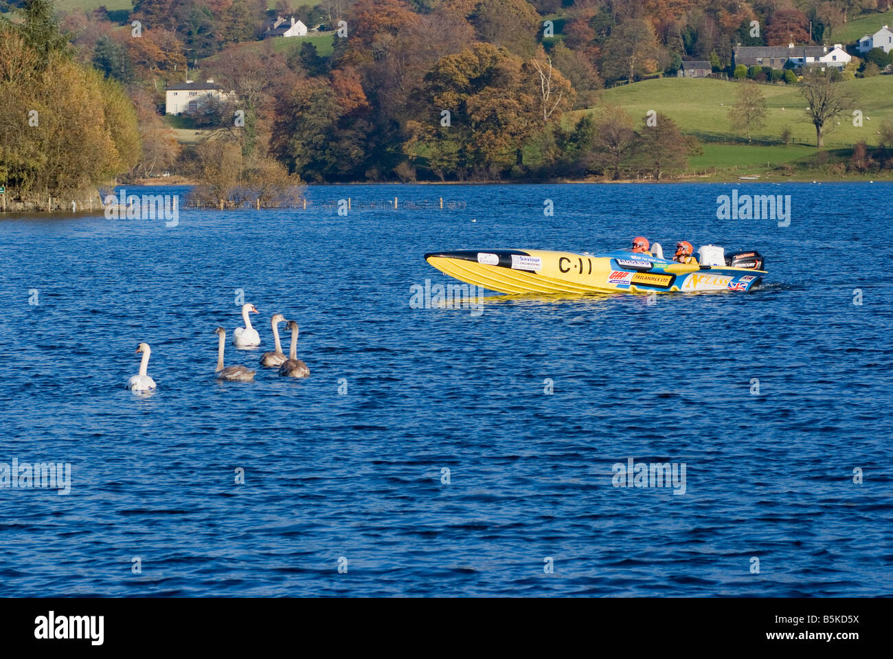 Un bateau jaune avec la famille de cygnes tuberculés à Coniston Water Speed Record Time Trials Lake District National Park England UK Banque D'Images