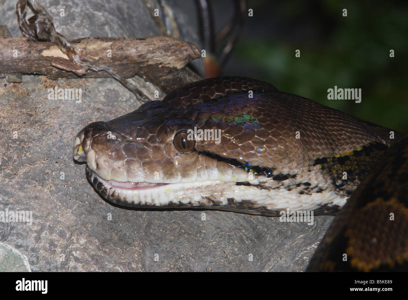 La tête d'un énorme python réticulé Photo Stock - Alamy