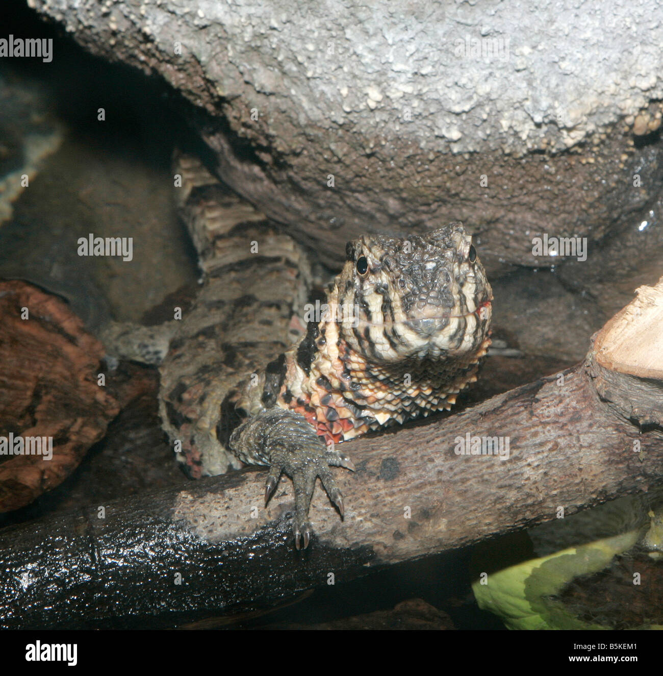 Un lézard crocodile émergeant de sa caverne Banque D'Images
