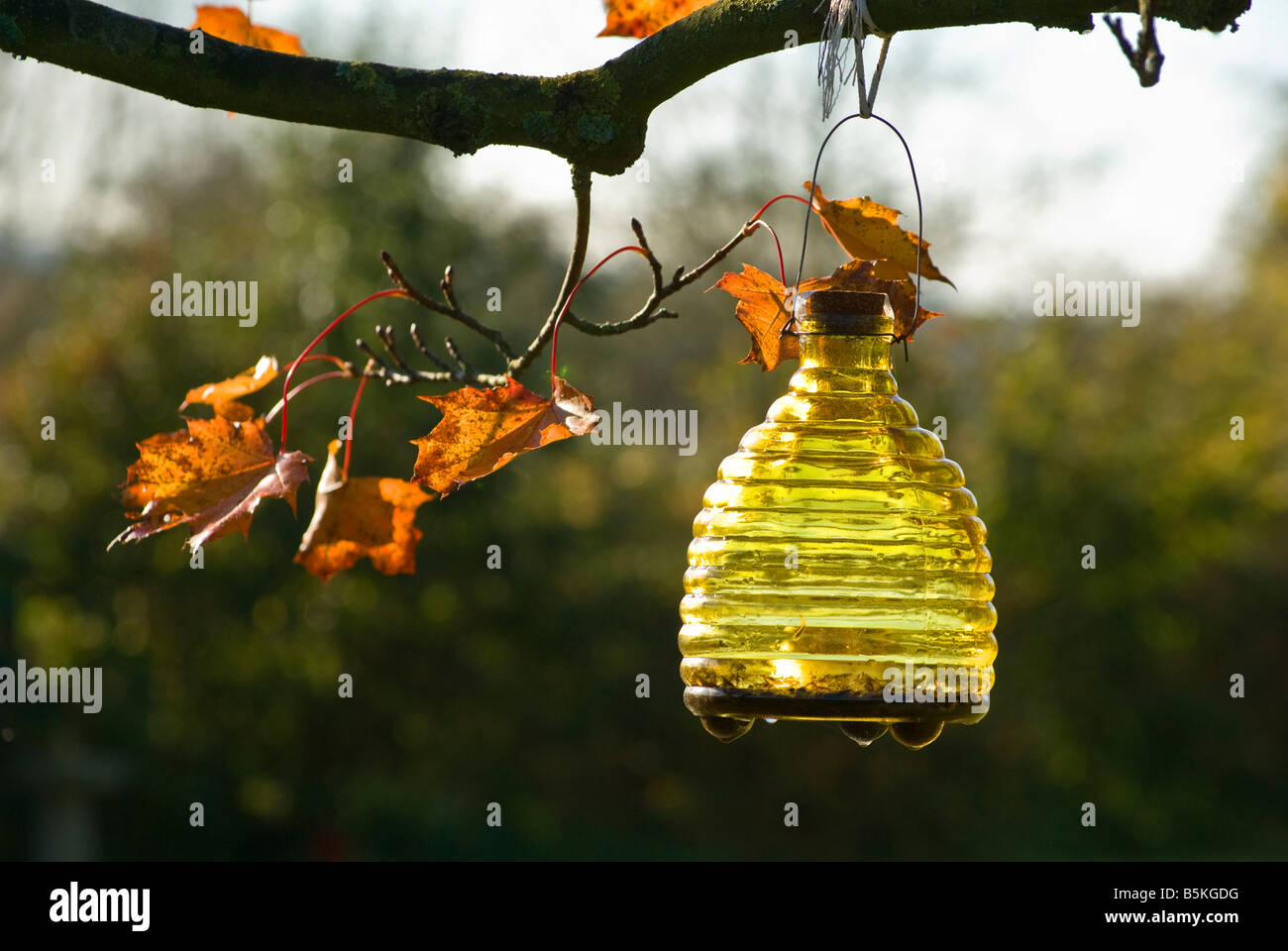 Piège à guêpes en verre suspendue dans un arbre de jardin Photo Stock -  Alamy