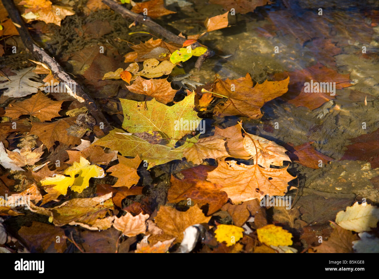 Feuilles sur l'eau Banque D'Images