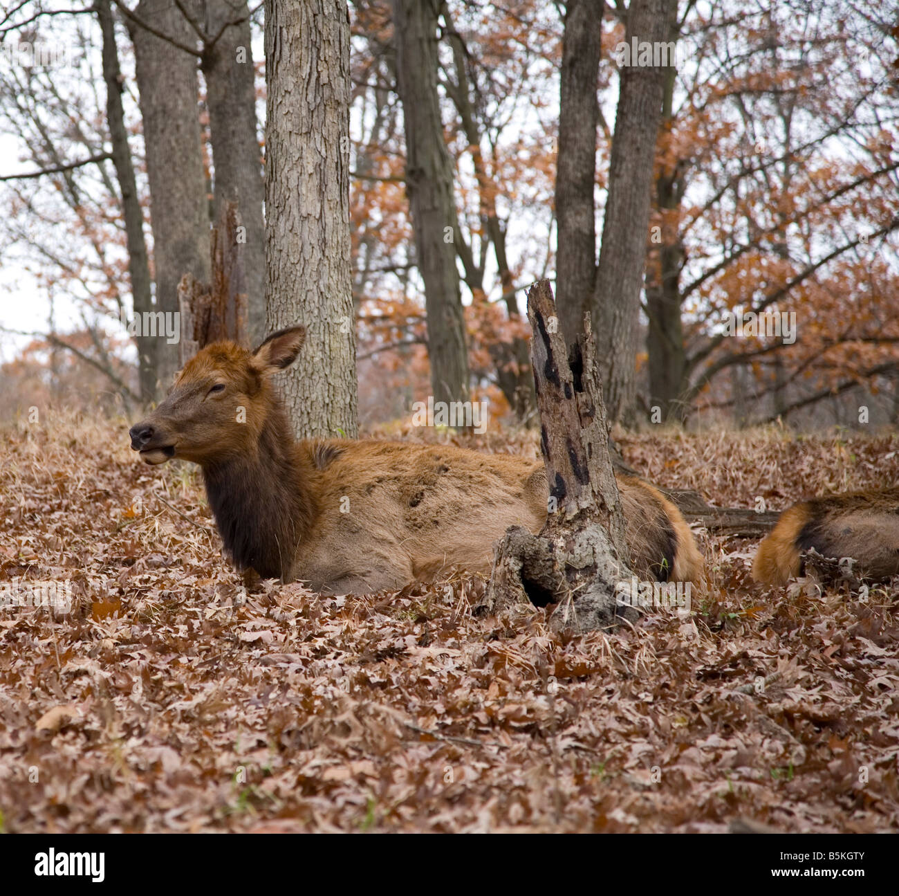 Lone Elk Banque D'Images