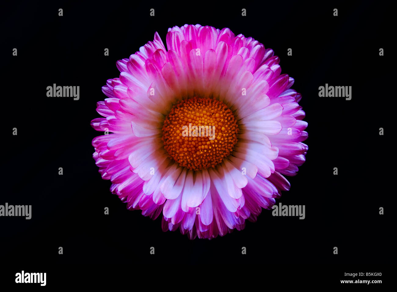Daisy Banque D'Images
