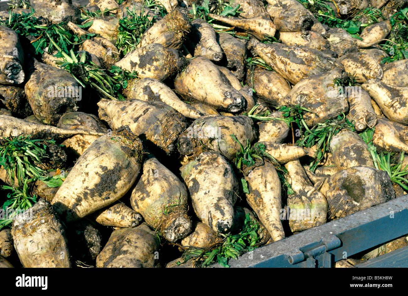 Betteraves à sucre récoltée dans le champ ben. Banque D'Images