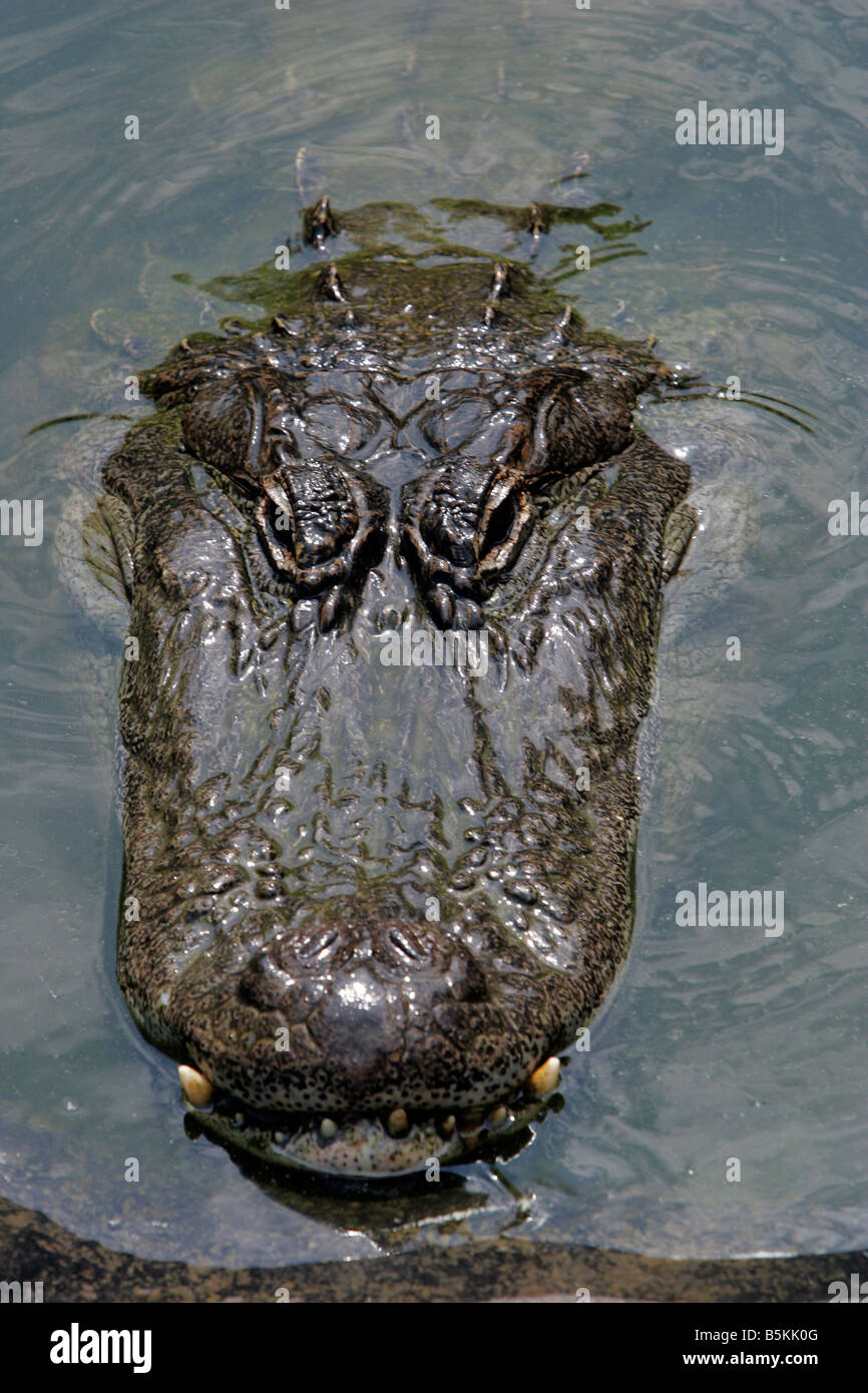 Le chef d'un alligator qui dépasse de l'eau Banque D'Images