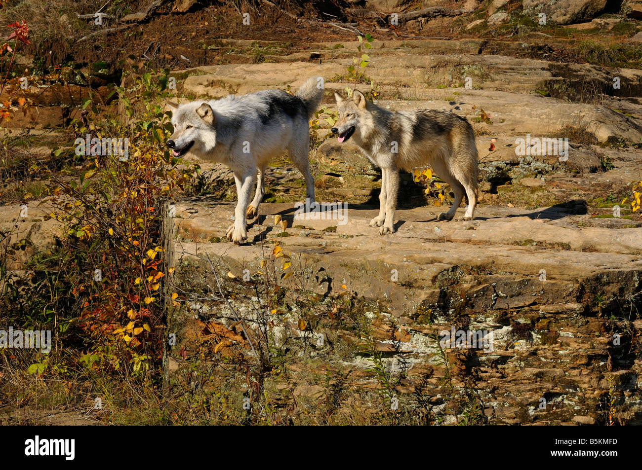 Deux loups gris à partir de roche sédimentaire gréseux à interdire State Park le loup Canis lupus Minnesota USA Banque D'Images