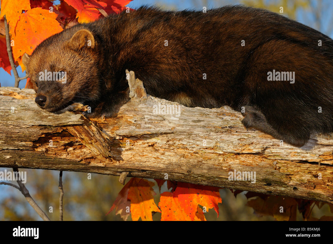 Close up of North American Marten ou Fisher allongé sur un arbre mort branche avec feuilles d'érable rouge dans une forêt d'automne Pekania pennanti Minnesota USA Banque D'Images