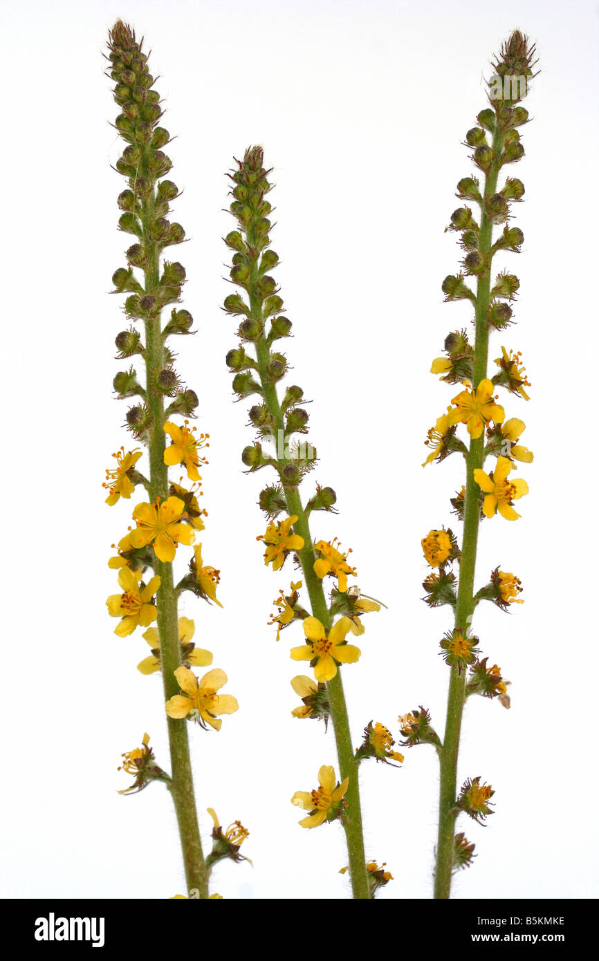 Aigremoine Agrimonia eupatoria Banque D'Images