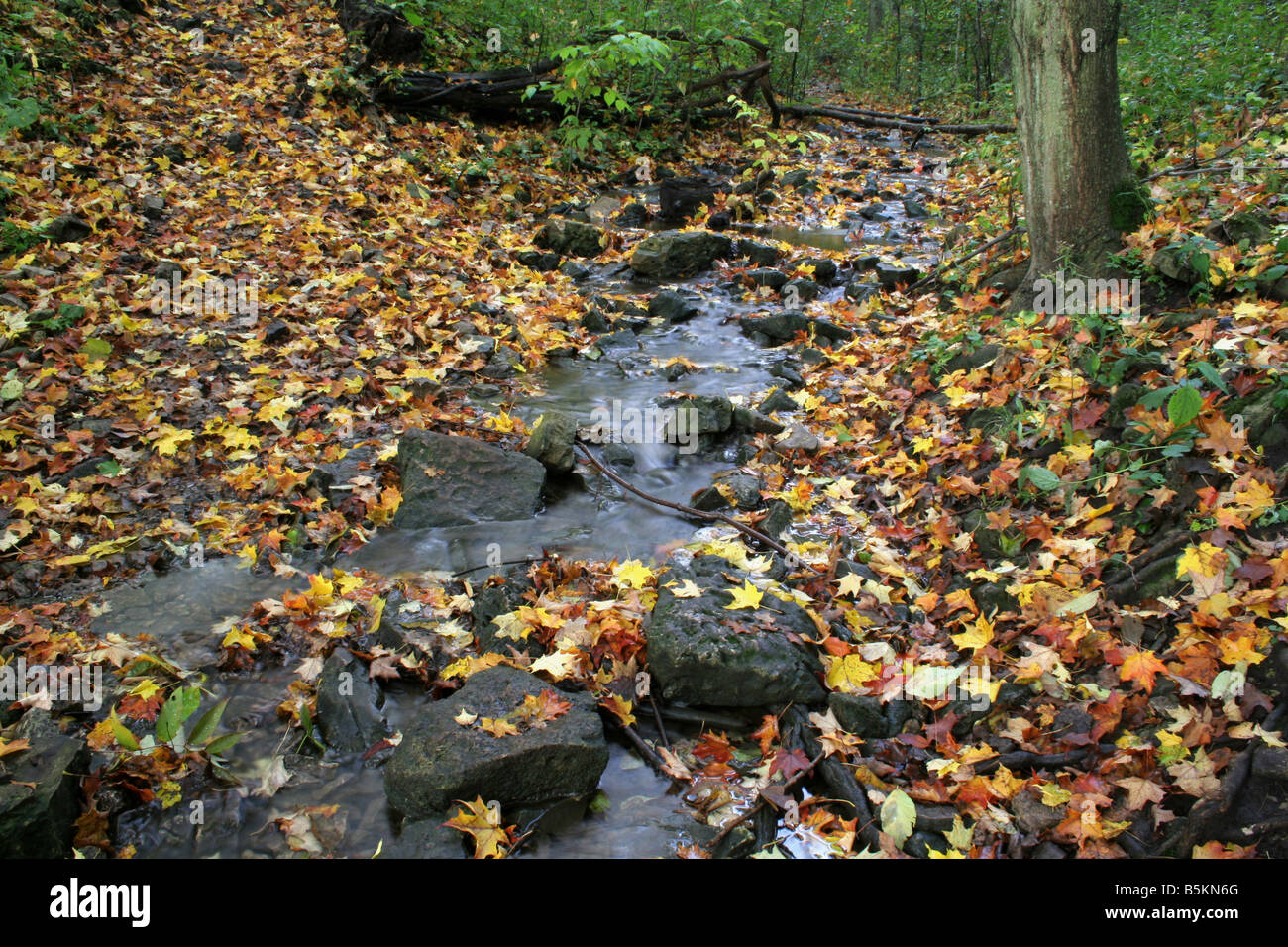 Flux d’automne Banque D'Images