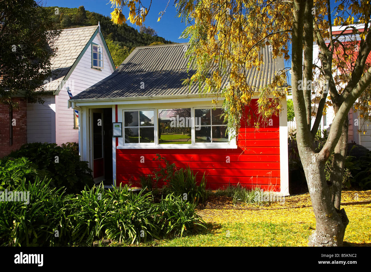 Tobaconist et coiffure et Kowhai Tree in Spring Founders Heritage Park Nelson ile sud Nouvelle Zelande Banque D'Images