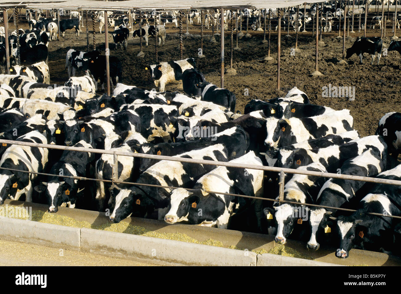 Holstein steers nourrir lot. Banque D'Images