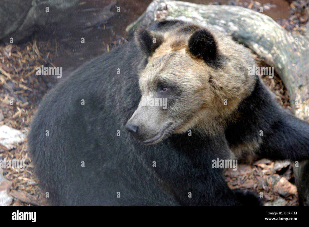 Dans l'ours Zoo Asahiyama Hokkaido au Japon Banque D'Images