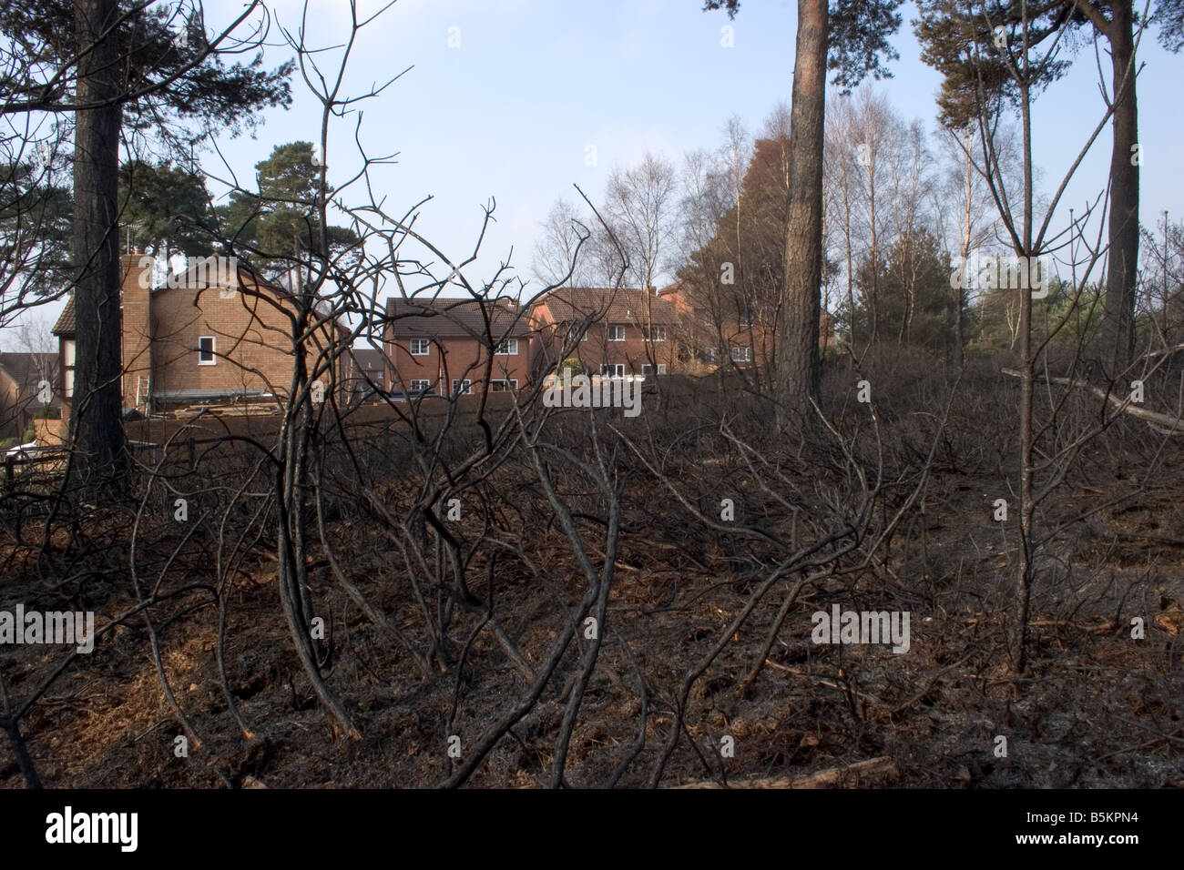 Feu Heath dans le Dorset près d'une zone résidentielle Banque D'Images