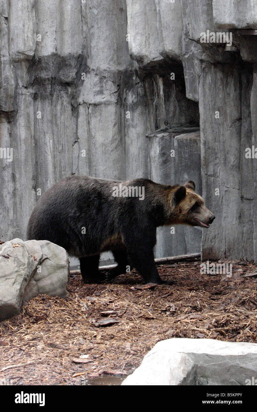 Dans l'ours Zoo Asahiyama Hokkaido au Japon Banque D'Images