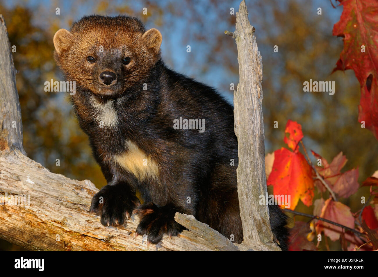 La martre d'Amérique du Nord regardant ou Fisher sur une souche à l'automne blanc montrant les marquages poitrine Pekania pennanti Minnesota USA Banque D'Images