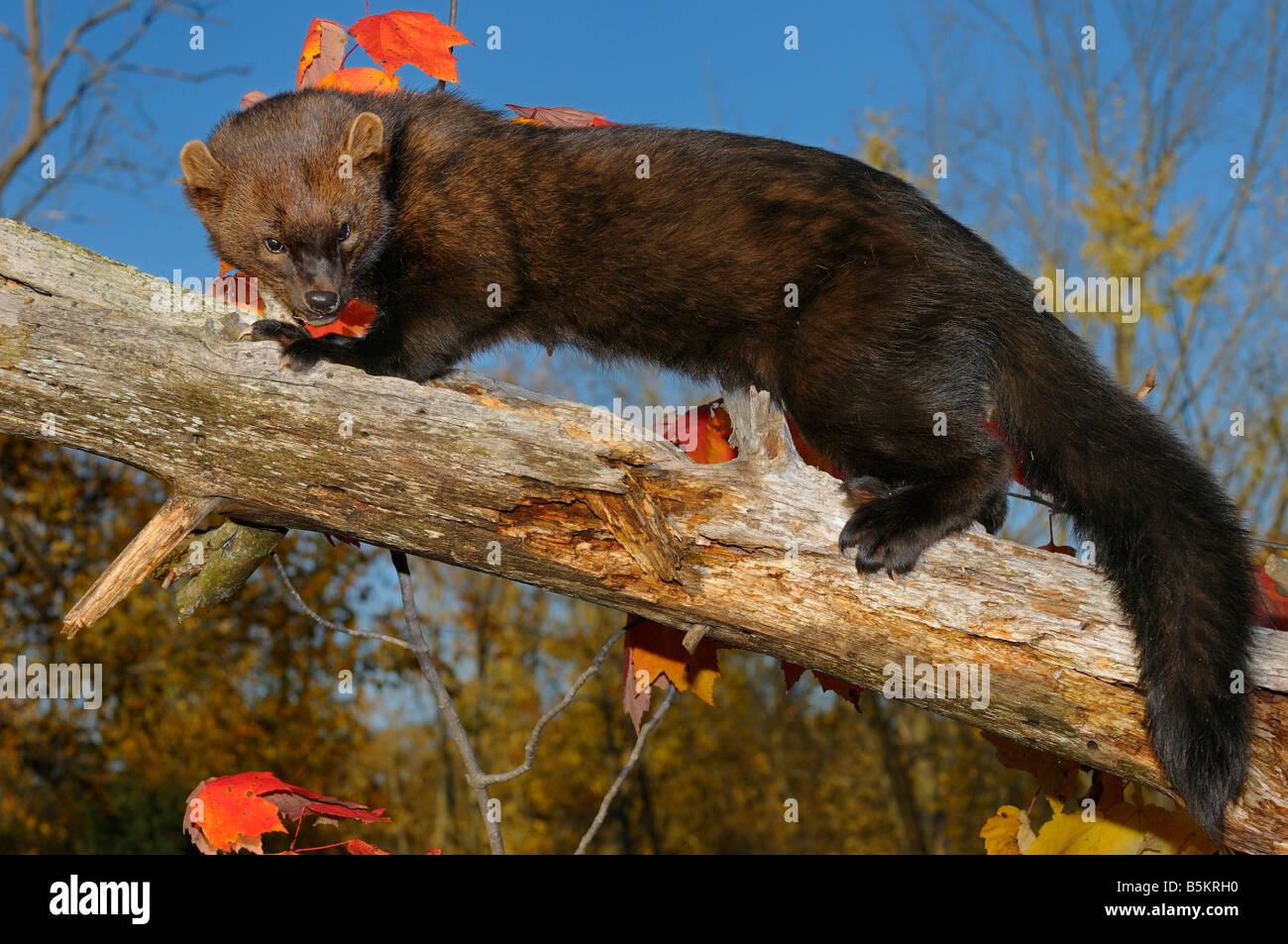 Longueur totale de la Martre d'Amérique du Nord à la recherche vers le bas alors que l'escalade un arbre mort à l'automne Pekania pennanti Minnesota USA Banque D'Images