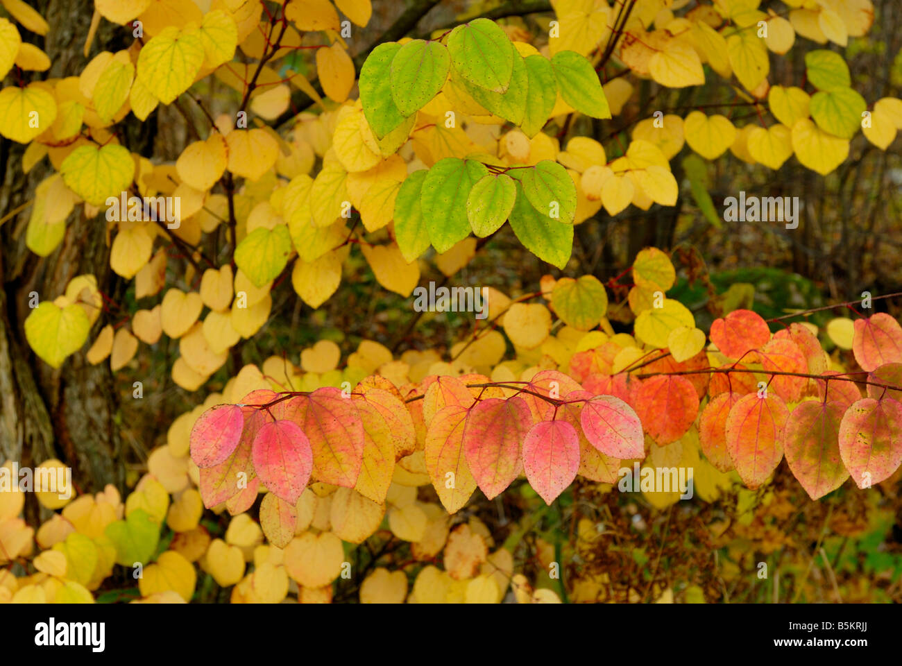 Arbre généalogique, Katsura Cercidiphyllum japonicum. Arbre Katsura a feuilles en forme coeur délicat et lumineux, couleurs de l'automne,la Finlande,Helsinki Banque D'Images