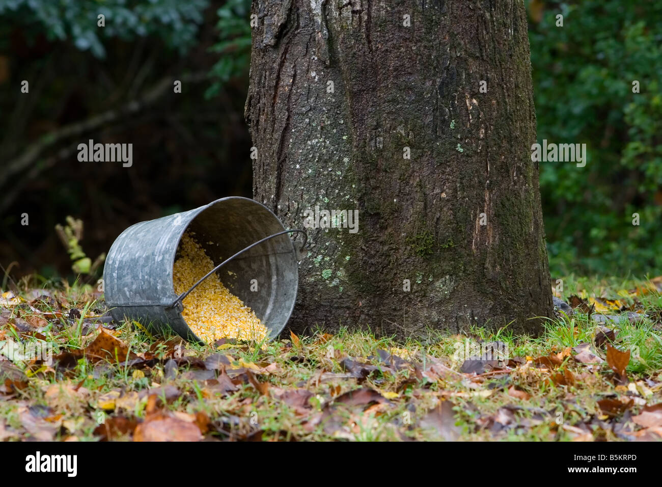 Pale de maïs concassé Banque D'Images