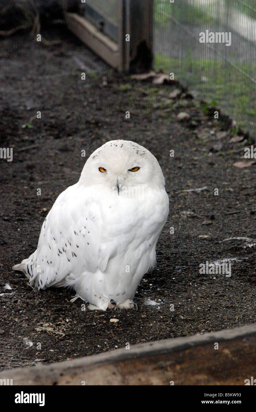 Chouette blanche dans le Zoo Asahiyama Hokkaido au Japon Banque D'Images