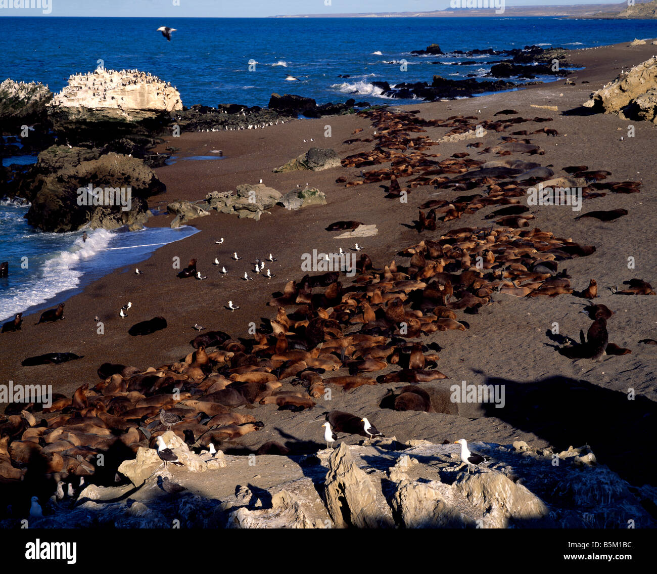 Les Lions de mer, de Canadon Duraznillo, Puerto Deseado, Chili Banque D'Images