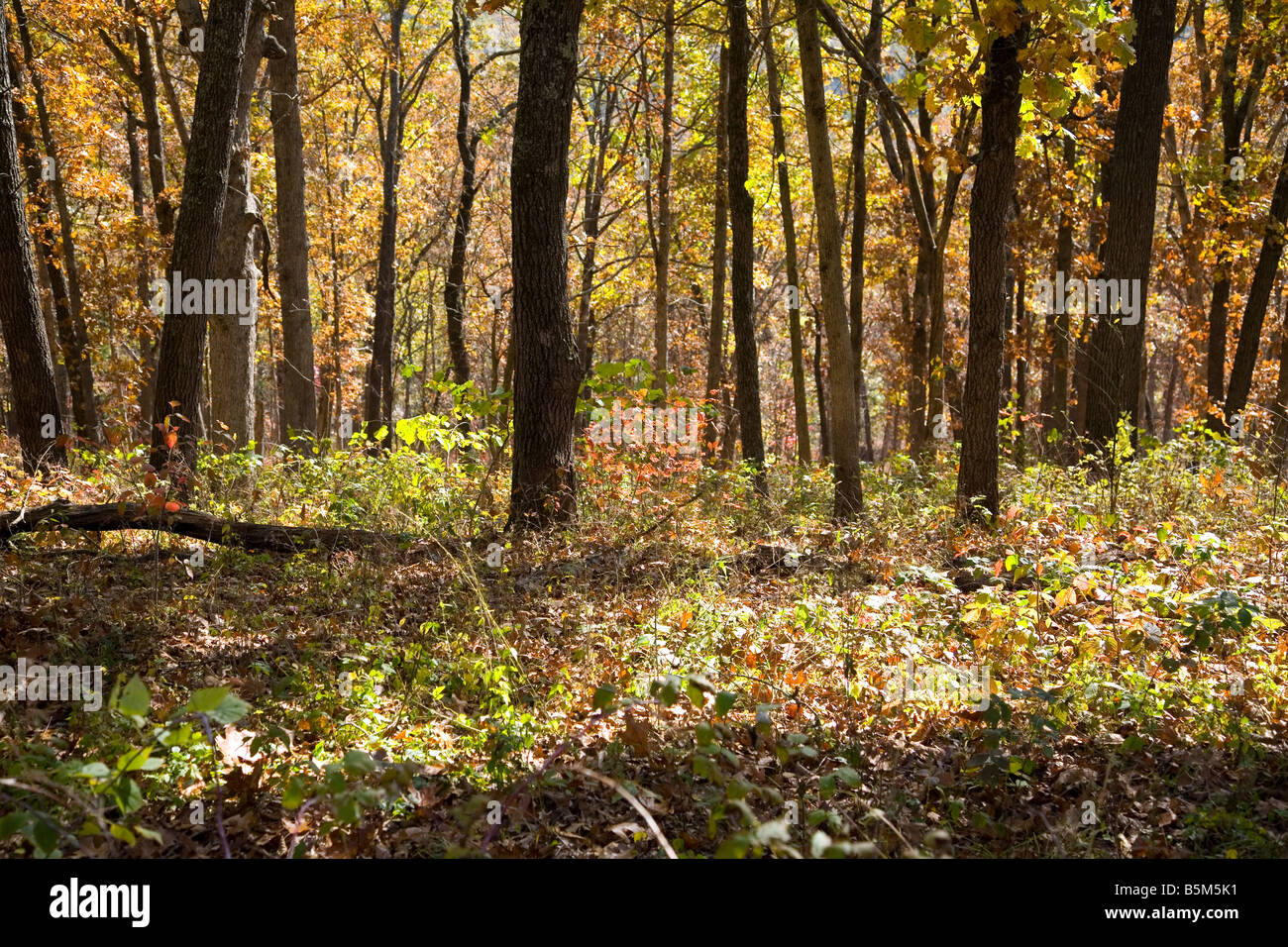 Automne Banque D'Images