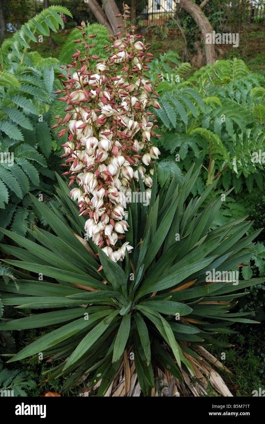 Yucca gloriosa Banque D'Images