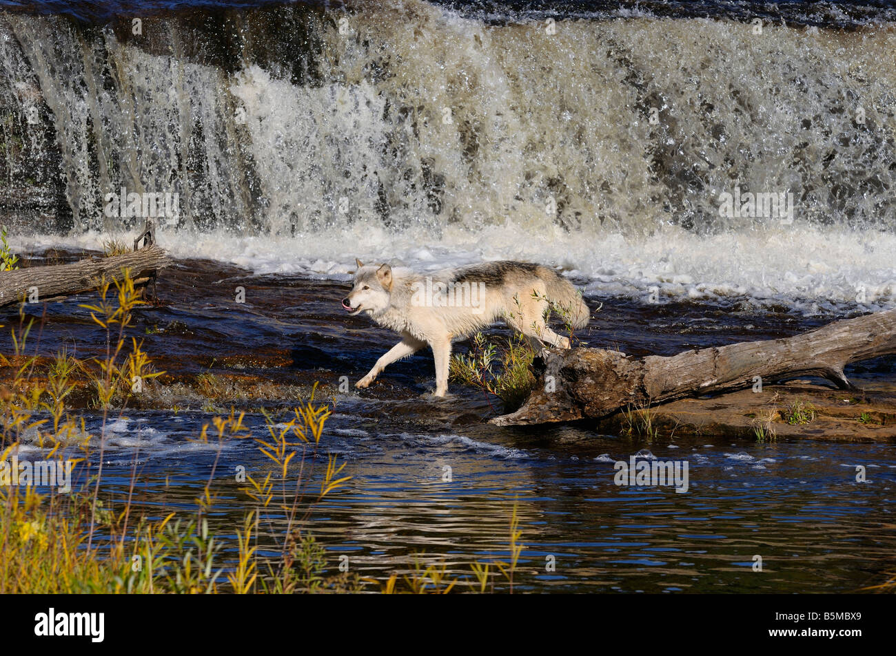 Loup gris la chasse sur la rivière Kettle en dessous d'une cascade dans le parc d'État interdisant au Minnesota Banque D'Images