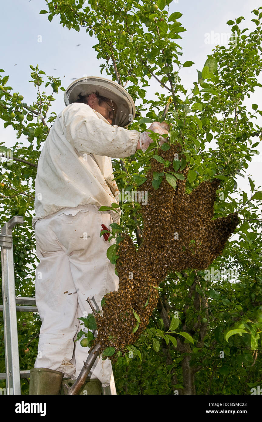 L'apiculteur recueillir un essaim d'abeilles sauvages d'un arbre Banque D'Images