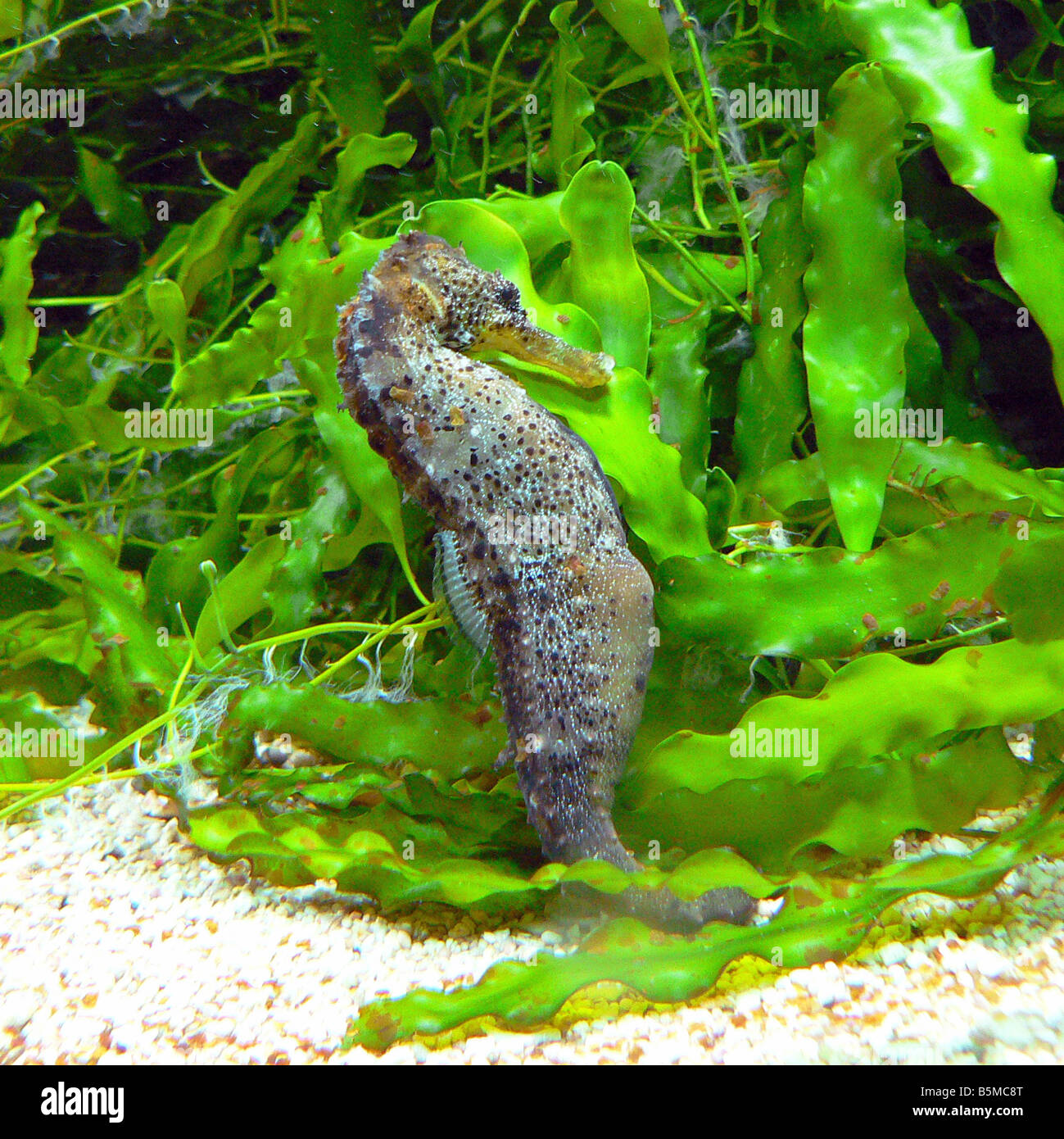 Hippocampe Banque D'Images