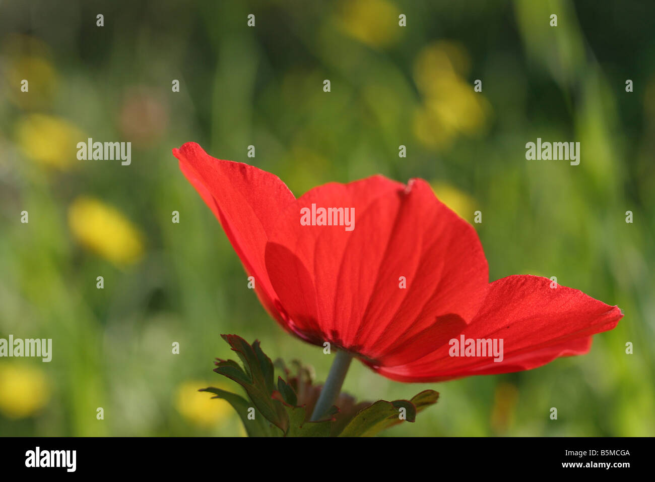Anemone coronaria Israël Hiver Février 2007 Banque D'Images