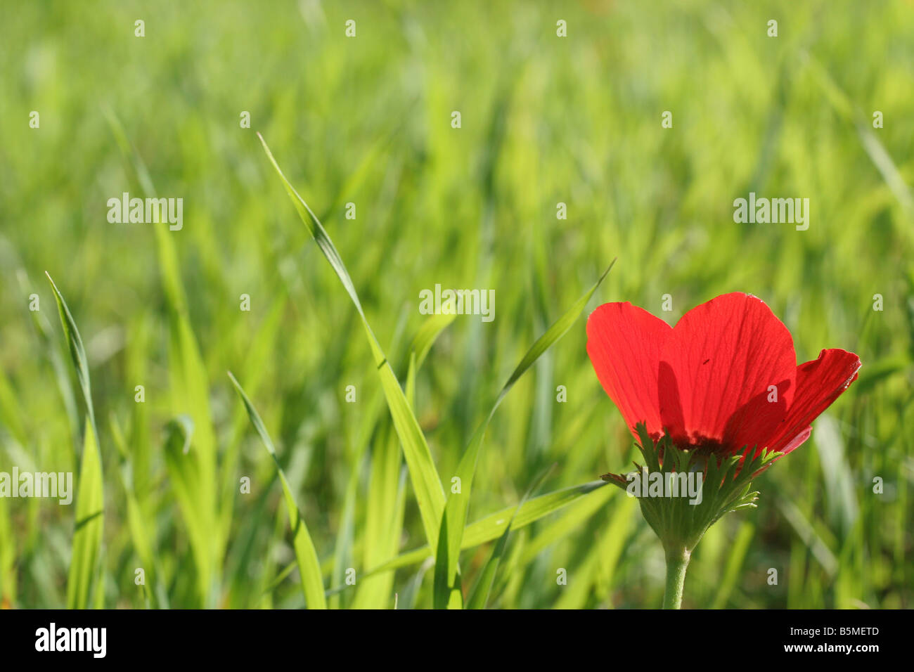 Anemone coronaria Israël Hiver Février 2007 Banque D'Images