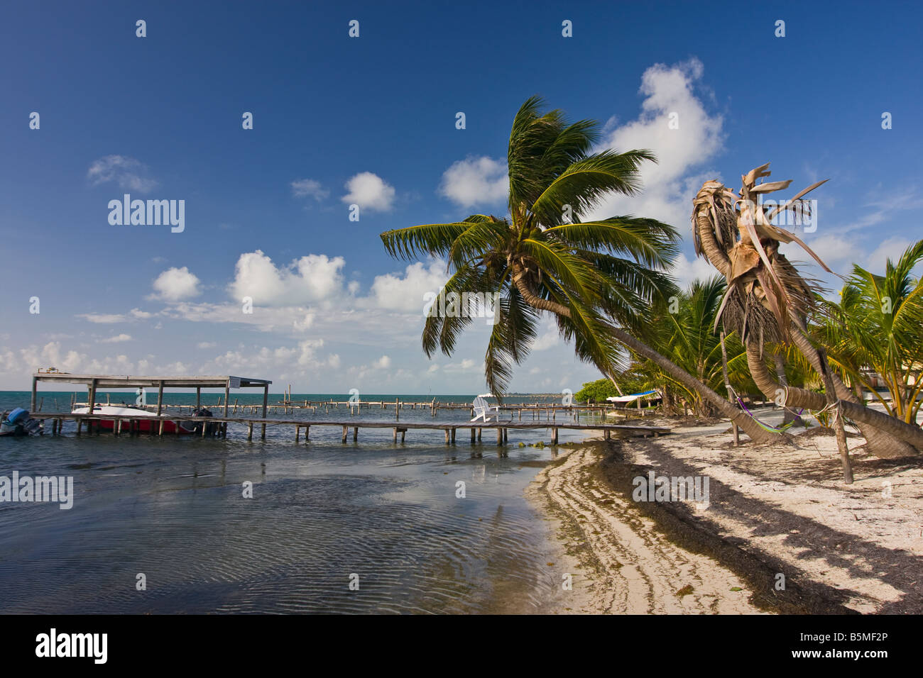 CAYE Caulker Belize - dock en bois et de palmiers sur la plage Banque D'Images