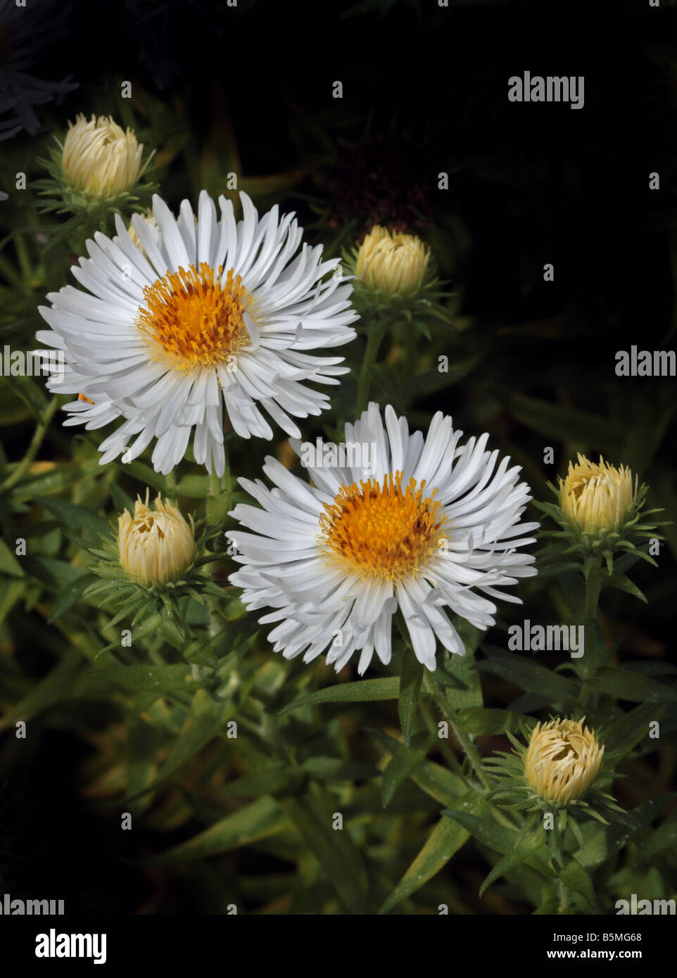 Fleurs de l'Aster blanc Banque D'Images