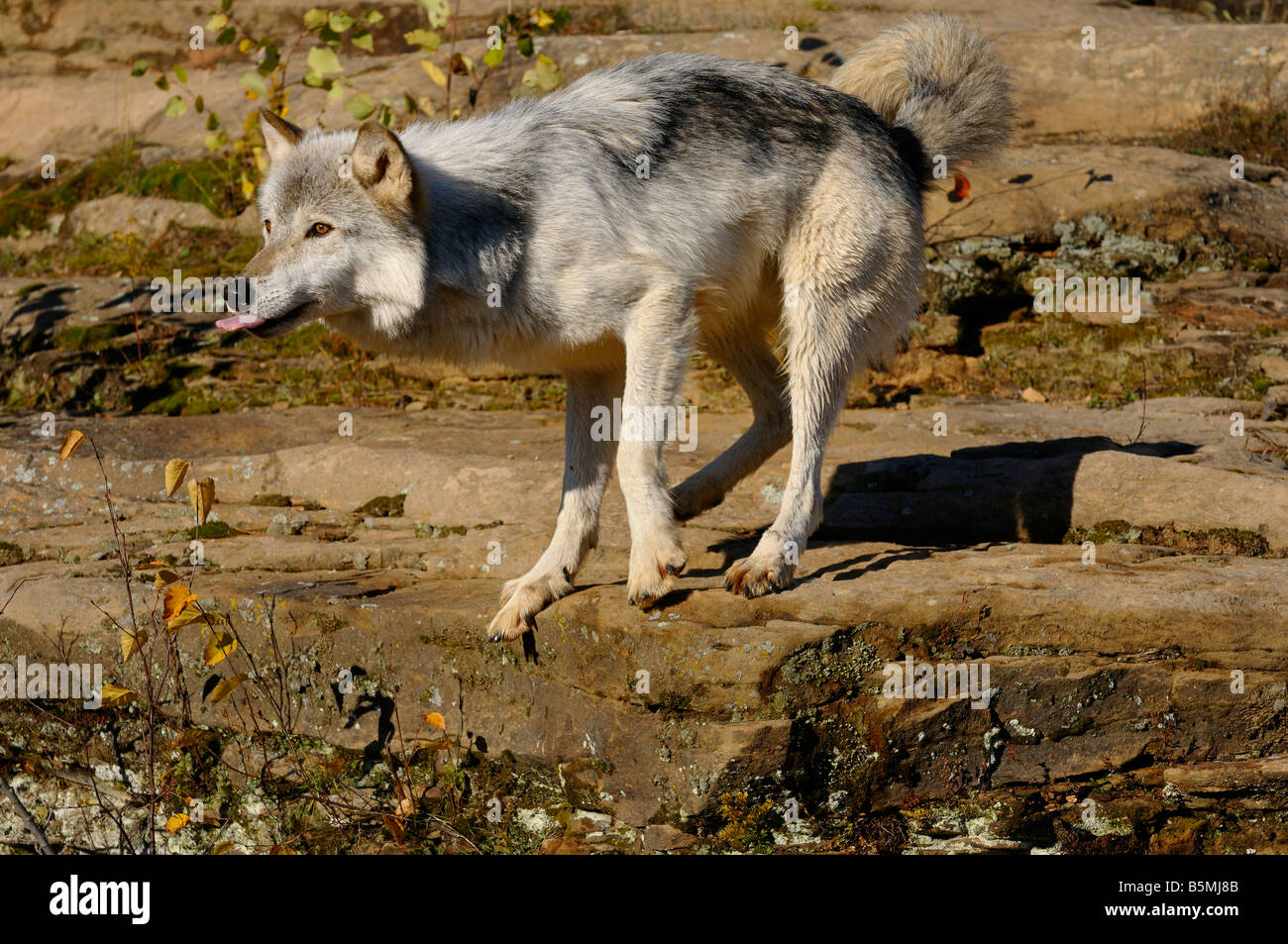 Loup gris avec la langue qui sort dans le Grès Roche sédimentaire à interdire State Park le loup Canis lupus Minnesota USA Banque D'Images