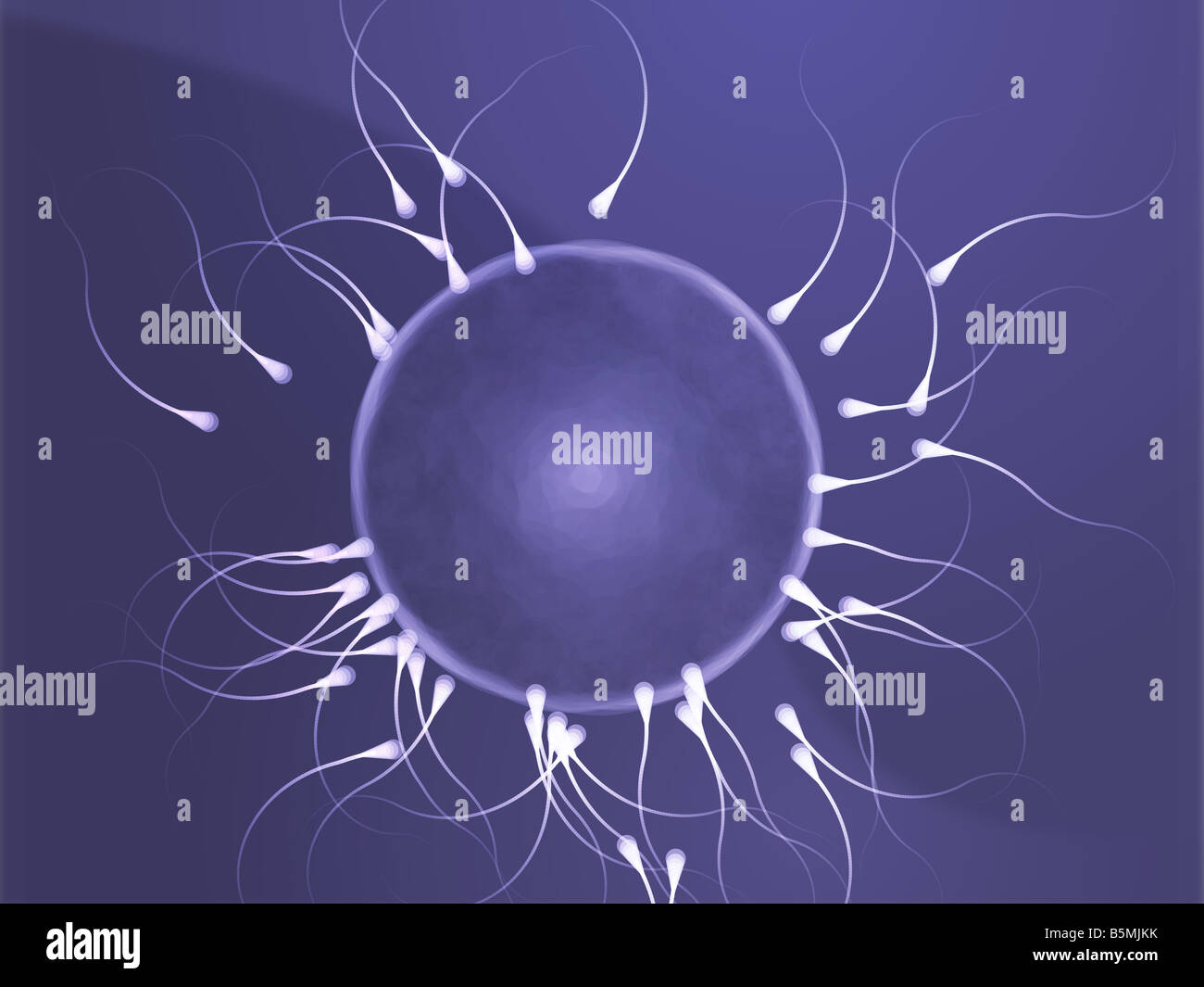 Illustration des droits de l'ovule d'être fécondé par le sperme Banque D'Images