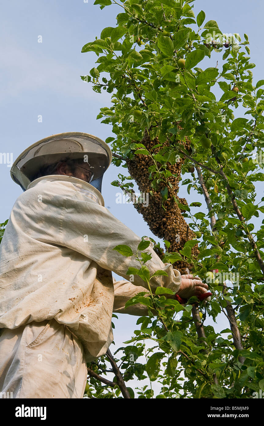 L'apiculteur recueillir un essaim d'abeilles sauvages d'un arbre Banque D'Images