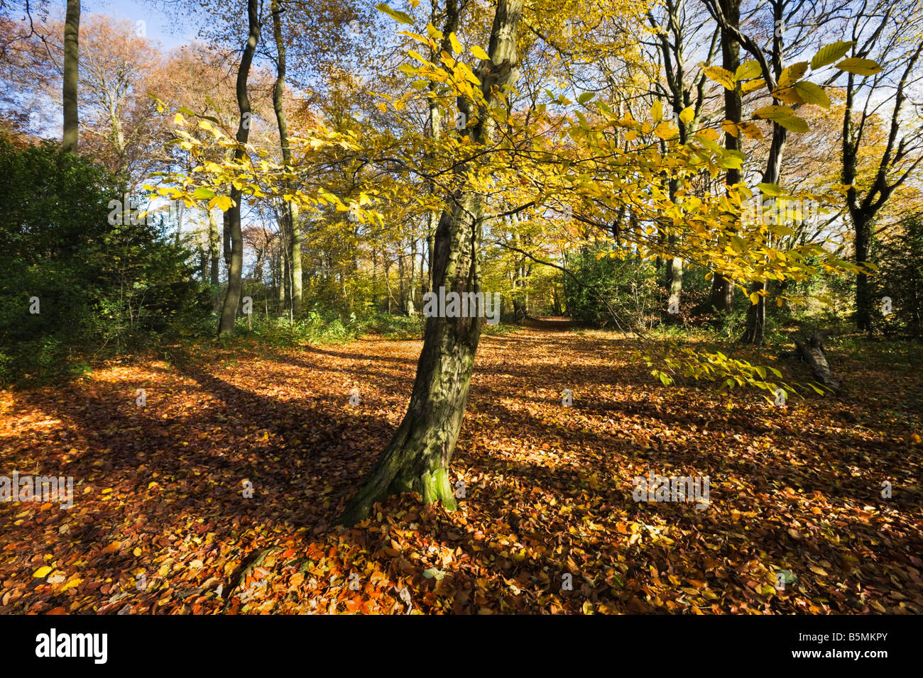Ombre et lumière en bois de hêtre de Chiltern en automne avec des feuilles  de couleur jaune doré arbre en premier plan Photo Stock - Alamy