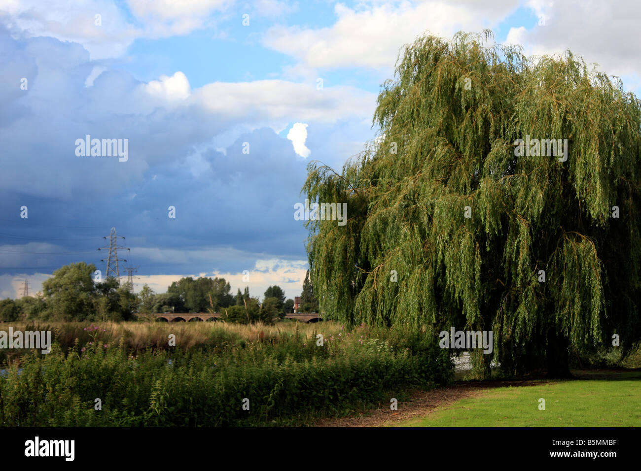 Willow Tree jardins Stapenhill Gruissan France Banque D'Images