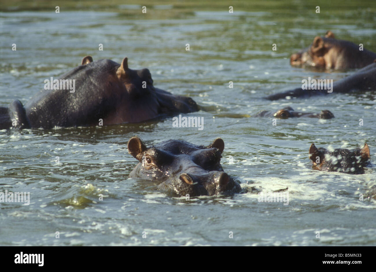 Hippopotames dans le canal Kazinga Parc national Queen Elizabeth, Afrique de l'Est de l'Ouganda Banque D'Images