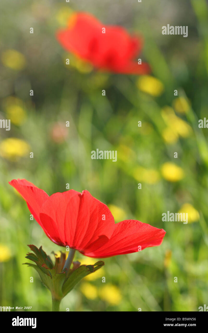 Anemone coronaria Israël Hiver Février 2007 Banque D'Images