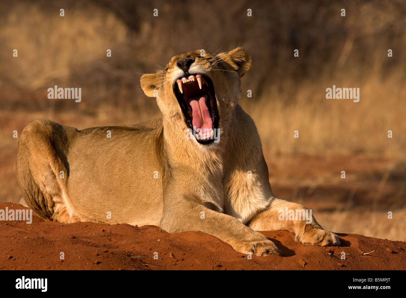 Lionne baillant, Etosha National Park, Namibie, Afrique du Sud Banque D'Images