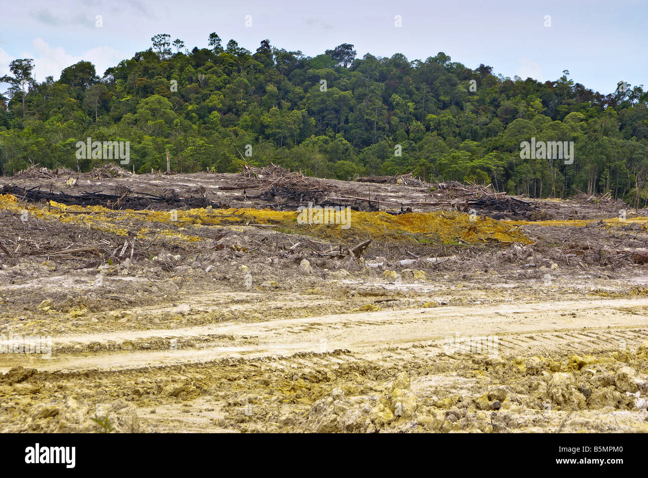 Le dégagement de la forêt tropicale pour l'huile de palme Banque D'Images