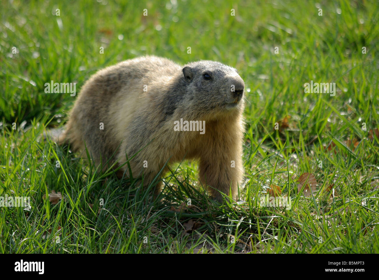 Une jolie marmotte alpine marcher sur l'herbe Banque D'Images
