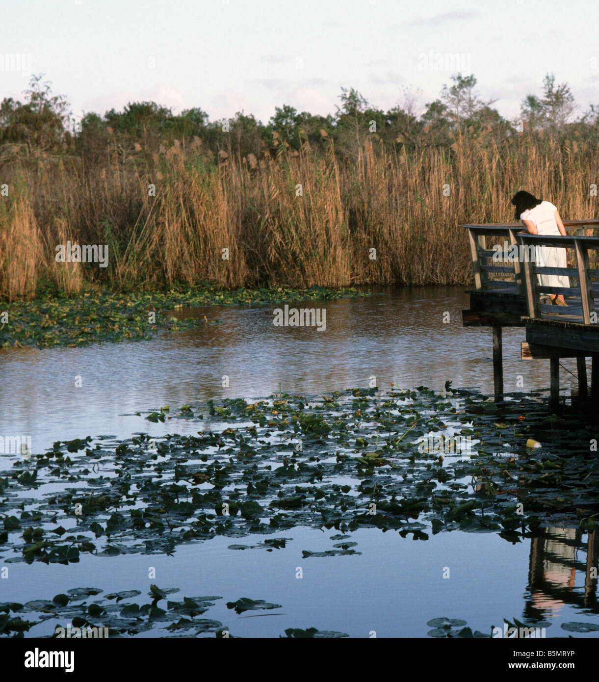 Anhinga Trail dans le parc national des Everglades en Floride USA Banque D'Images